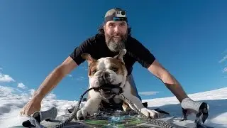 Bentley the Bulldog's Helicopter Adventure | Shot in 4k