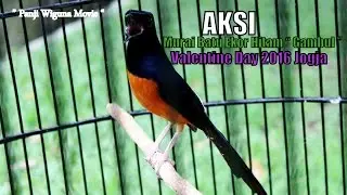 SUARA BURUNG : Aksi Murai Batu Ekor Hitam 