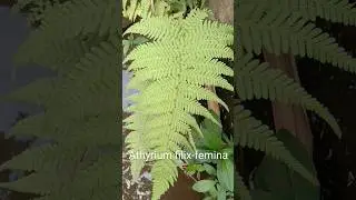 Did You Know : Athyrium filix-femina 