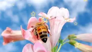 🌺🛫 Су́нги видео 🌺 🛫Хайр ду́стларим 🌺🛫 Оллох панохида бу́линглар 🛫🌺