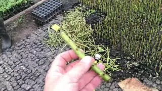 Здесь берет своё начало Эквадорская роза