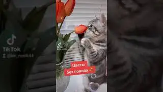 Цветы без повода. Смешное,милое короткое видео с котиком.