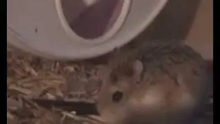 Roborovski hamster: Hanni, Nanni & Manni