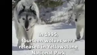 This is truly incredible.