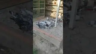 скоро гонять будем