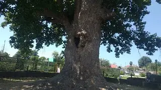 Отдых в Головинке. Тюльпанное дерево.