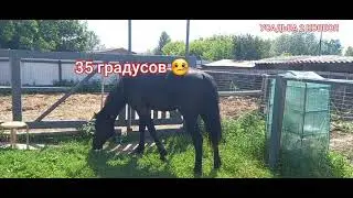 Санофлай от слепней .