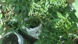Rooftop mini vegetable garden🌶️🍆🍅🥒