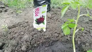 Розы, елочка, клубничка...