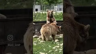 🐻 Приют для медведей, оставшихся без родителей #грузия #тбилиси #медведи