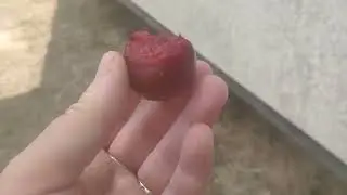 КРАСТНОЛИСТНАЯ СЛИВА И ЧТО МЫ КУШАЕМ В ИЮЛЕ ИЗ НАШЕГО САДА.
