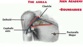 Gross Anatomy of the Axilla | Joen Academy