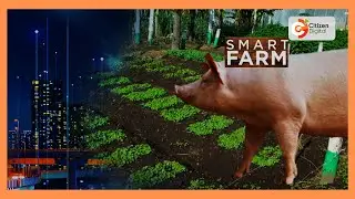 Smart Farm | Farmer in Nakuru practicing mixed farming
