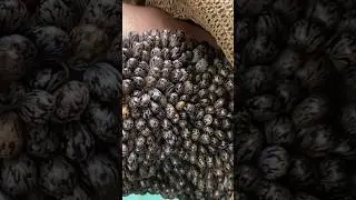 Why do these insects stick? 😱 Ticks on human #facts #viral #shorts