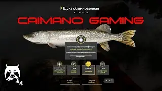 Русская  Рыбалка 4 | РР4 | Тунгуска Матчи Где клюет?