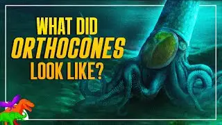 Bringing Back The Dead - How To Properly Reconstruct The Prehistoric Orthocones