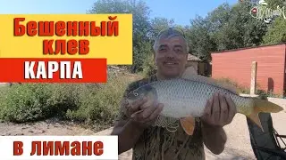 Ловля карпа на Днестровском лимане/Сбор средств на ЗСУ