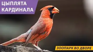 Техас: Зоопарк во дворе. Цыплята кардинала!