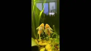 Драка сомов