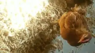 Редбро напольное содержание!