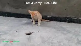 Cat - The Cute Pet | Episode – 69