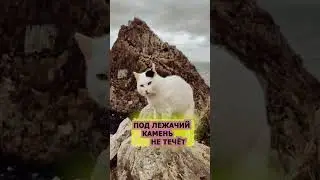 Этот кот 3.0 #shorts  #cat #funny #юмор