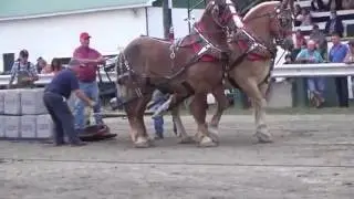 finale Tir de chevaux à Cookshire aout 2016