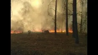 Пожар в Чернобыльской зоне потушен: помог дождь.