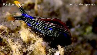 Thuridilla gracilis | Project Nudibranch