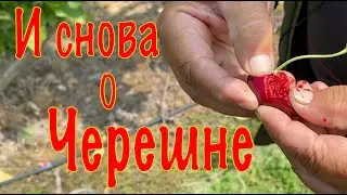 И Снова о черешне: Удивительные факты и неожиданные свойства!