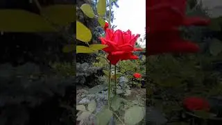 РОЗЫ ВОСХИТИТЕЛЬНЫ!!!🌸🌸🌸