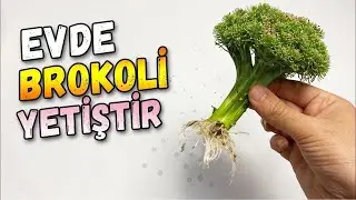 Evde Brokoli Nasıl Yetiştirilir?