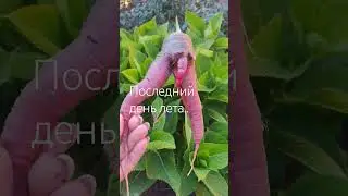 Собираем урожай... 