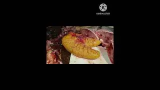 Big size FISH 🐠 Cutting 😍😍