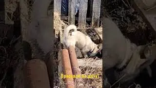 Собака выбралась на дачу!Теперь Свиняка))