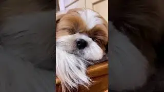 Cute and Funny Shih Tzu Dog 🐶😴🤣 Snoring Puppy 😪