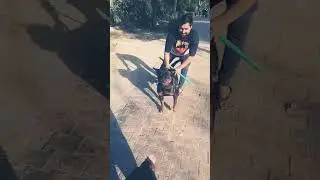 Bhaichara ✅ #rottweiler #rottweilerworld #rottweilerfamily #shortindia #ytshort #dogshorts #youtube