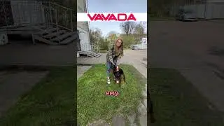 Доберман Zack Snyder 