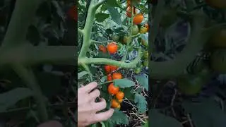 Русская коса красная Аэлита!  Русская коса оранжевая Аэлита ! томаты пушка!