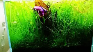 Planted aquarium  Maintenance | Betta's Nano Aquascape