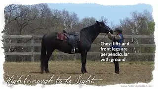 Teaching Contact with In Hand Flexions with a Naturally Gaited Tennessee Walking Horse