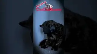 Batman Cat 