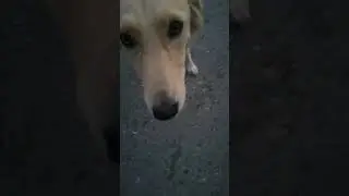 owner less dogs in mountain in Iran come with us climb 