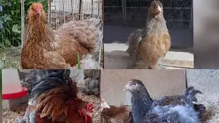 Brama jojalari Циплята брама