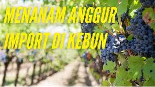 learn to grow imported grapes