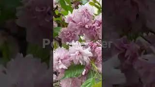What is Pollen?