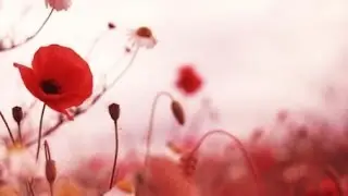 Remember Them