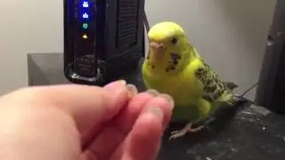 Rejected by Sunshine the Parakeet