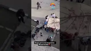 Schoolchildren from Chechnya rescued a kitten from a tree.