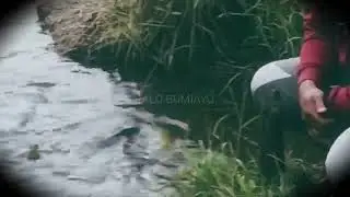 Misteri Telaga Ranjeng dan Penguasa Gaib  Ikan Lele Raksasa